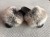 Slides slippers with natural fox fur - silver